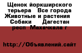 Щенок йоркширского терьера - Все города Животные и растения » Собаки   . Дагестан респ.,Махачкала г.